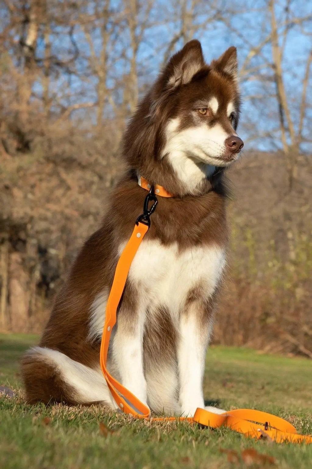 Crimson Glow Waterproof Dog Leash – 6 ft with Dual Handles